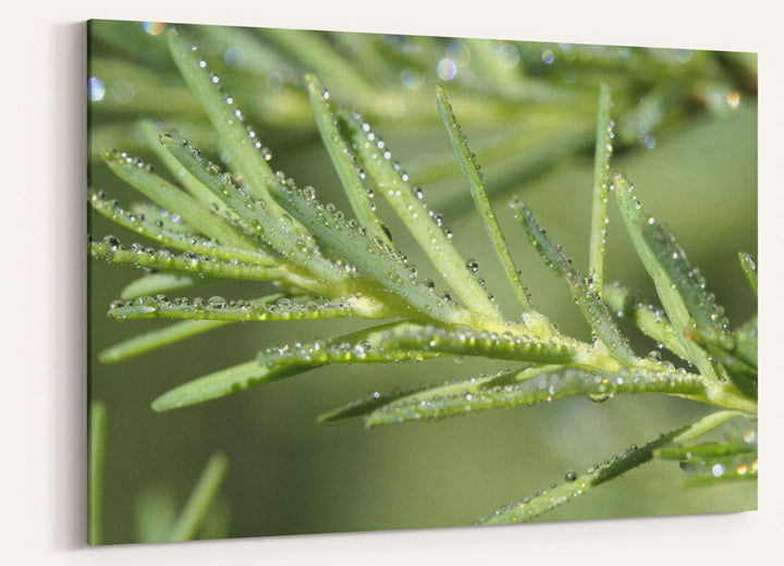 Mountain Hemlock Needles, Crater Lake National Park, Oregon