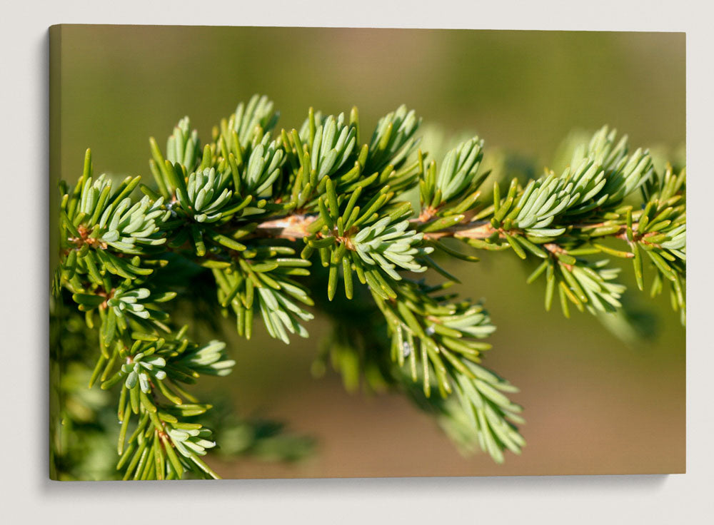 Mountain hemlock, Crater Lake National Park, Oregon