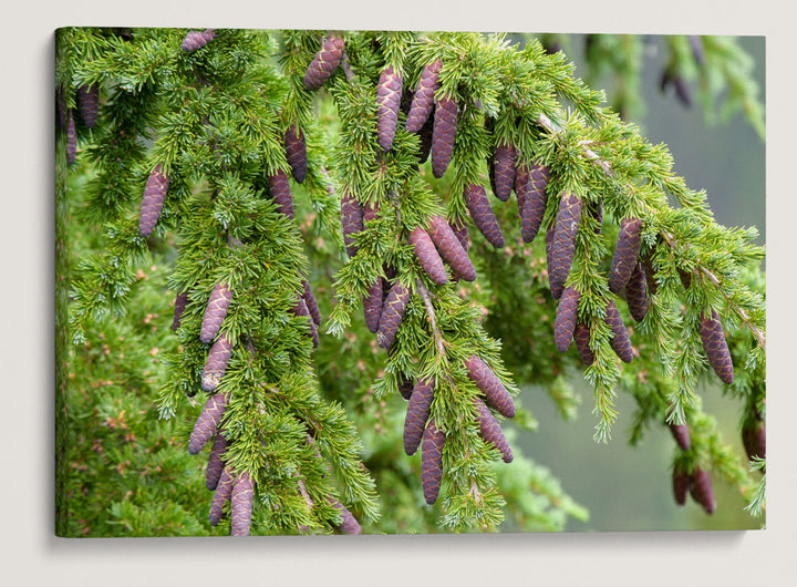 Mountain hemlock, Crater Lake National Park, Oregon