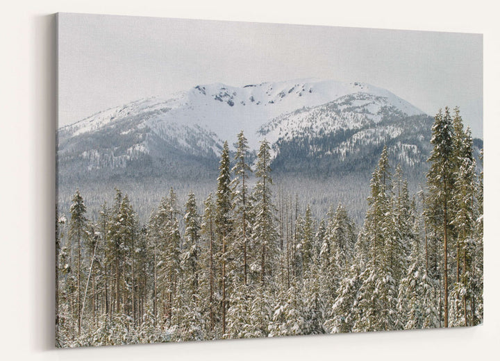 Mount Bailey and Evergreen Forest in Winter, Oregon