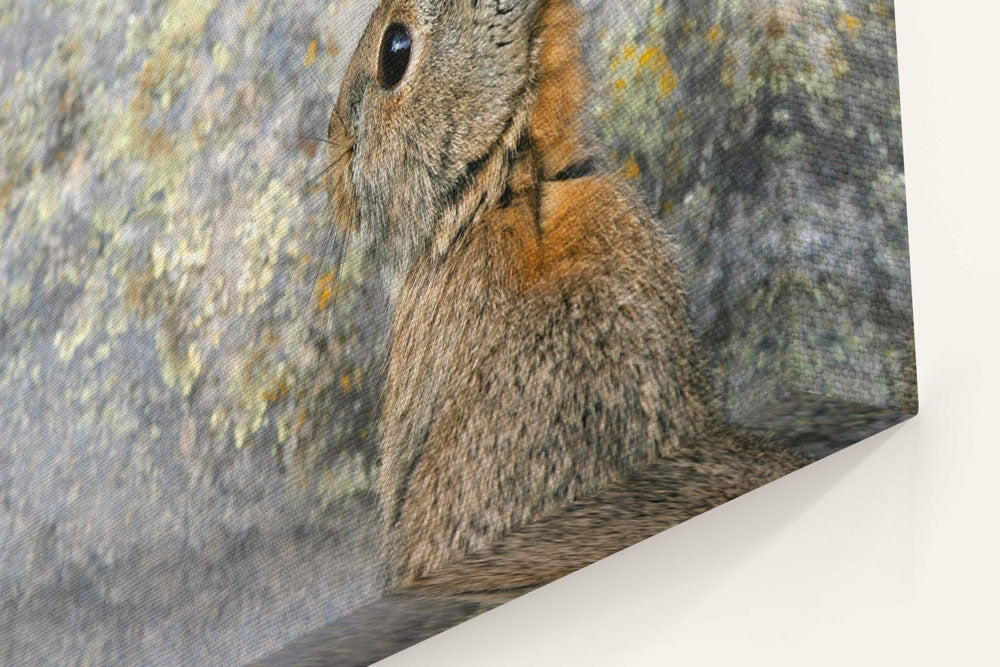 Mountain cottontail, Tule Lake National Wildlife Refuge, California