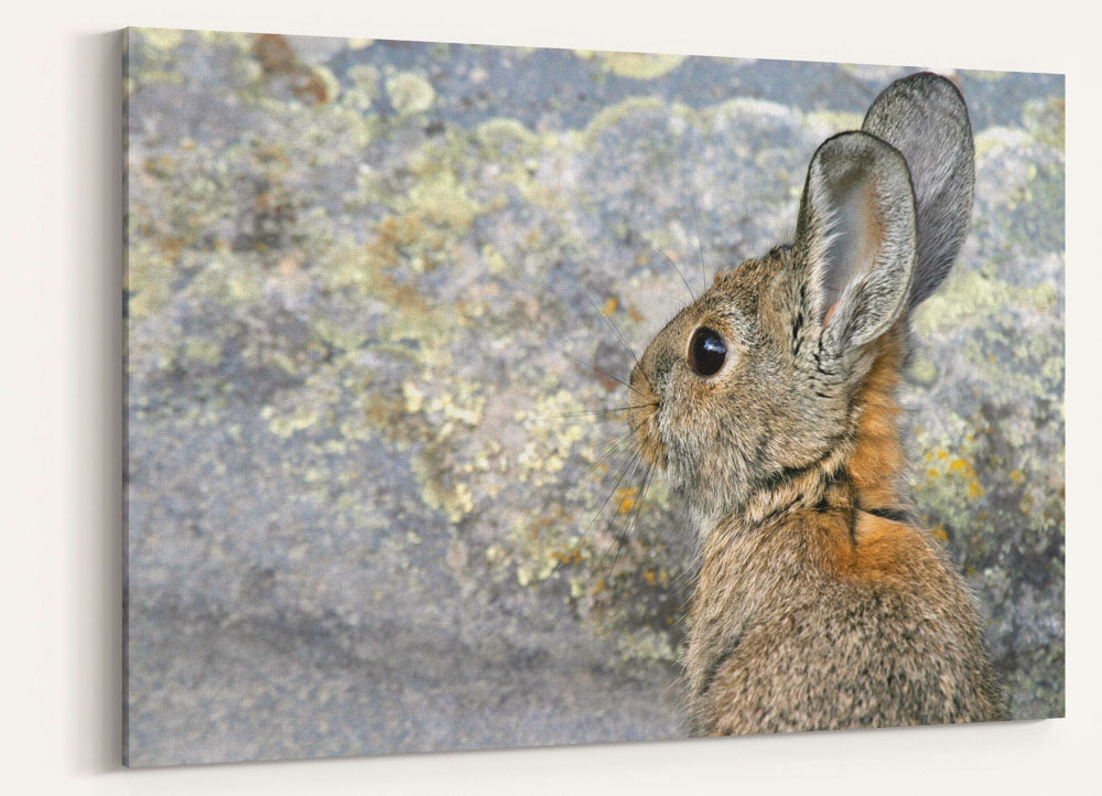 Mountain cottontail, Tule Lake National Wildlife Refuge, California