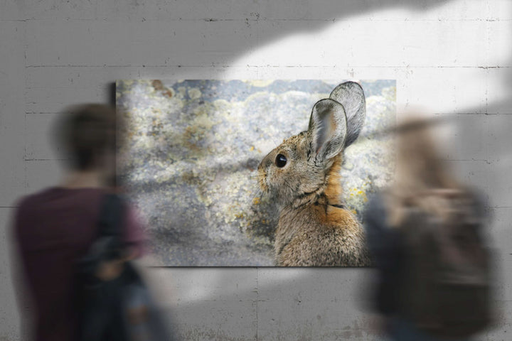 Mountain cottontail, Tule Lake National Wildlife Refuge, California