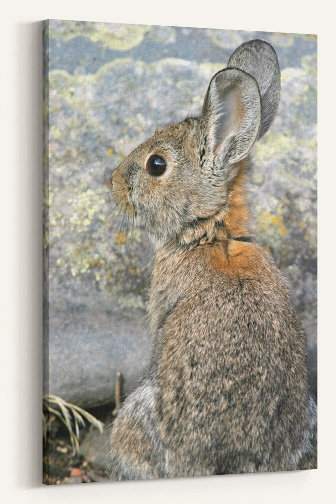 Mountain Cottontail, Tule Lake National Wildlife Refuge, California