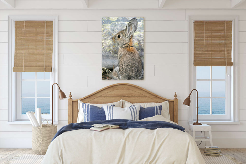 Mountain Cottontail, Tule Lake National Wildlife Refuge, California