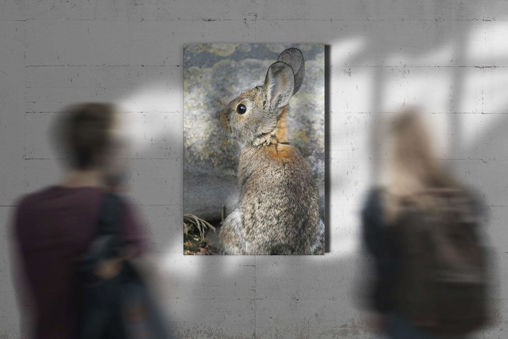 Mountain Cottontail, Tule Lake National Wildlife Refuge, California