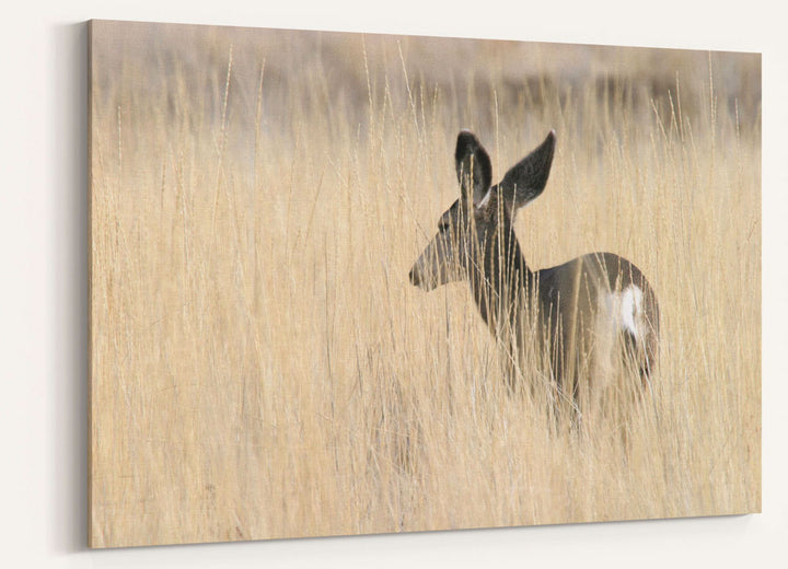 Mule deer in tall grass, Tule Lake National Wildlife Refuge, California