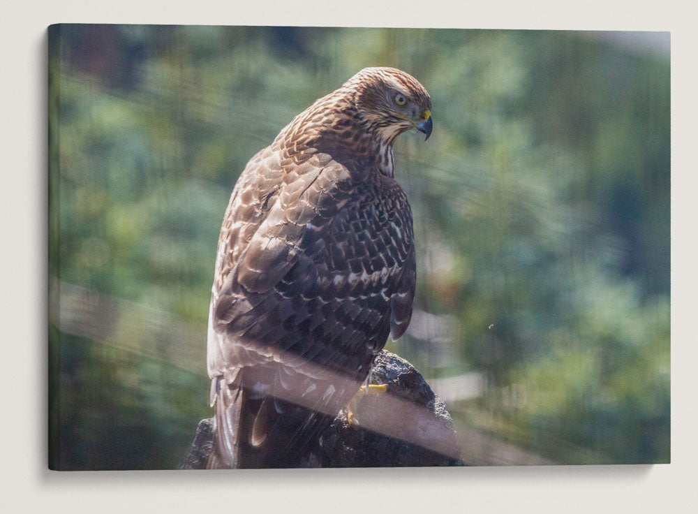 Northern Goshawk, Carpenter Mountain Fire Lookout, HJ Andrews Forest, Oregon