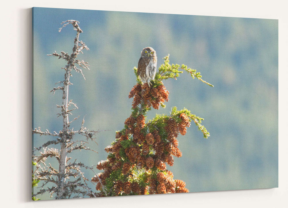 Northern pygmy owl in Mountain Hemlock, Carpenter Mountain, Oregon