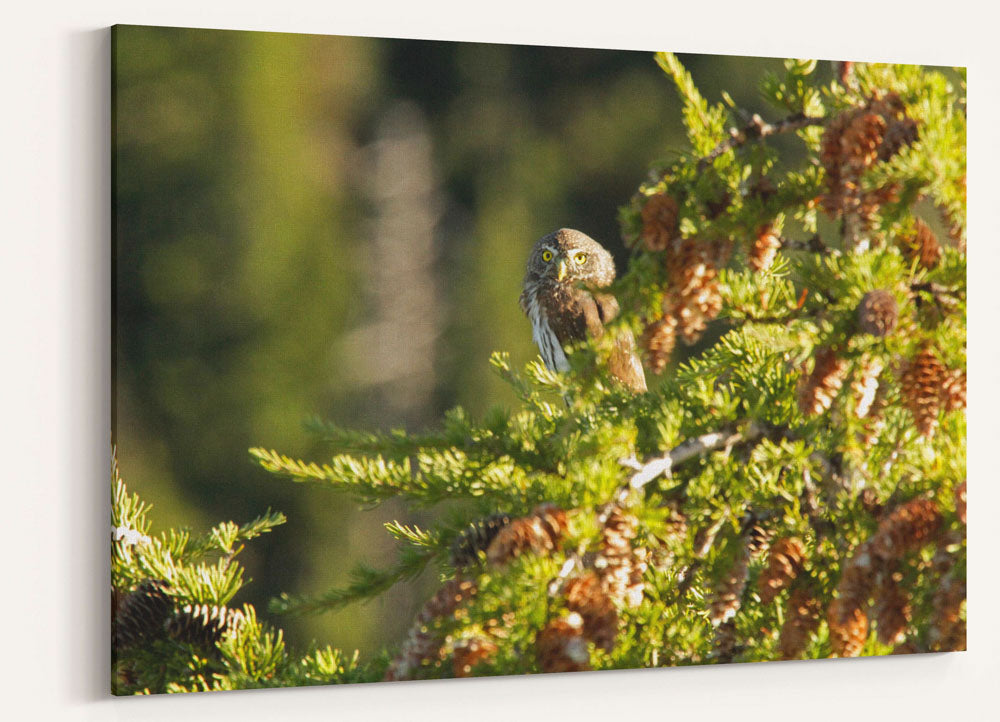 Northern pygmy owl in Mountain Hemlock, Carpenter Mountain, Oregon