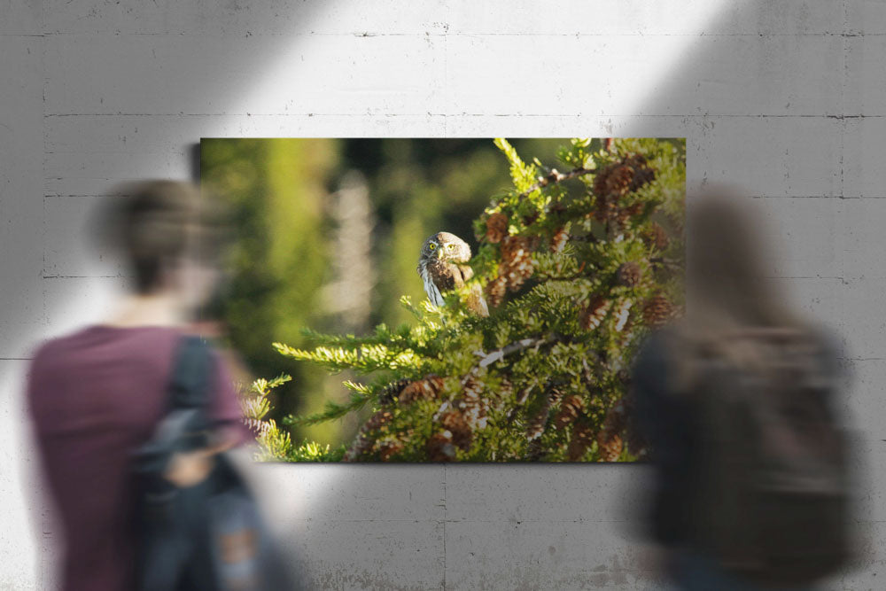 Northern pygmy owl in Mountain Hemlock, Carpenter Mountain, Oregon