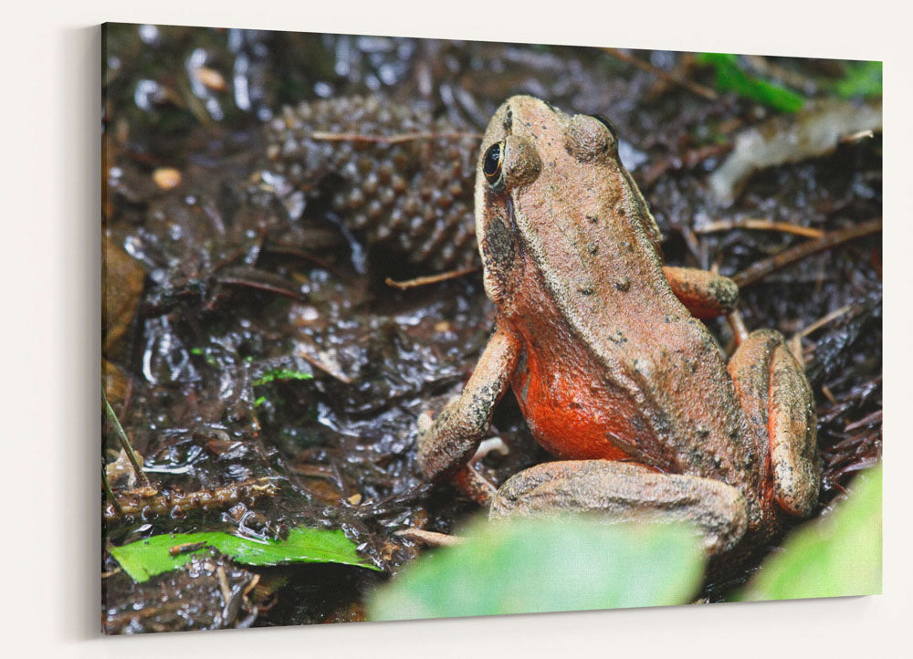 Northern red-legged frog, Trillium Falls Trail, Redwood National Park, California