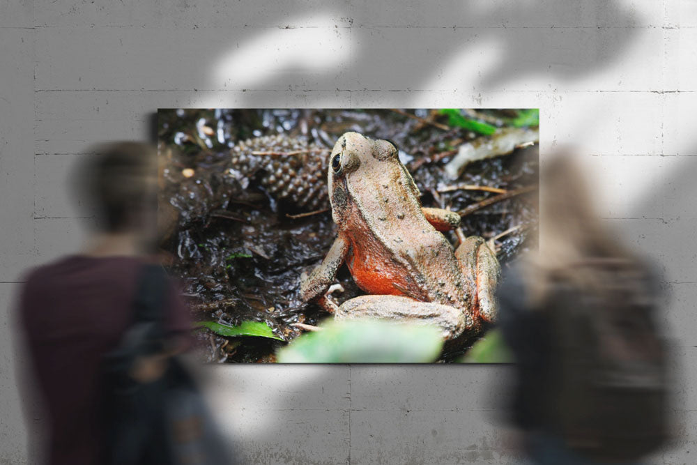 Northern red-legged frog, Trillium Falls Trail, Redwood National Park, California