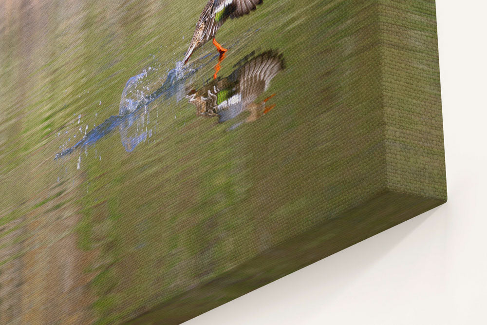 Northern Shoveler Duck Takes Off, Tule Lake National Wildlife Refuge, California