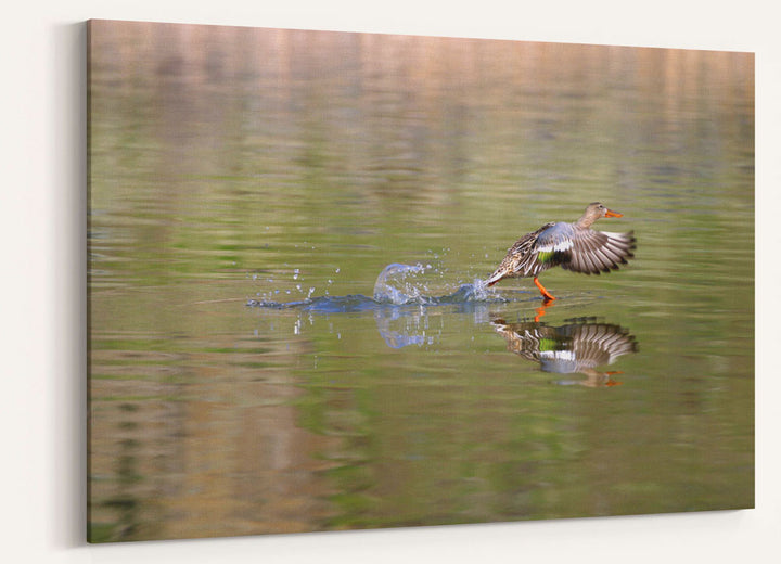 Northern Shoveler Duck Takes Off, Tule Lake National Wildlife Refuge, California