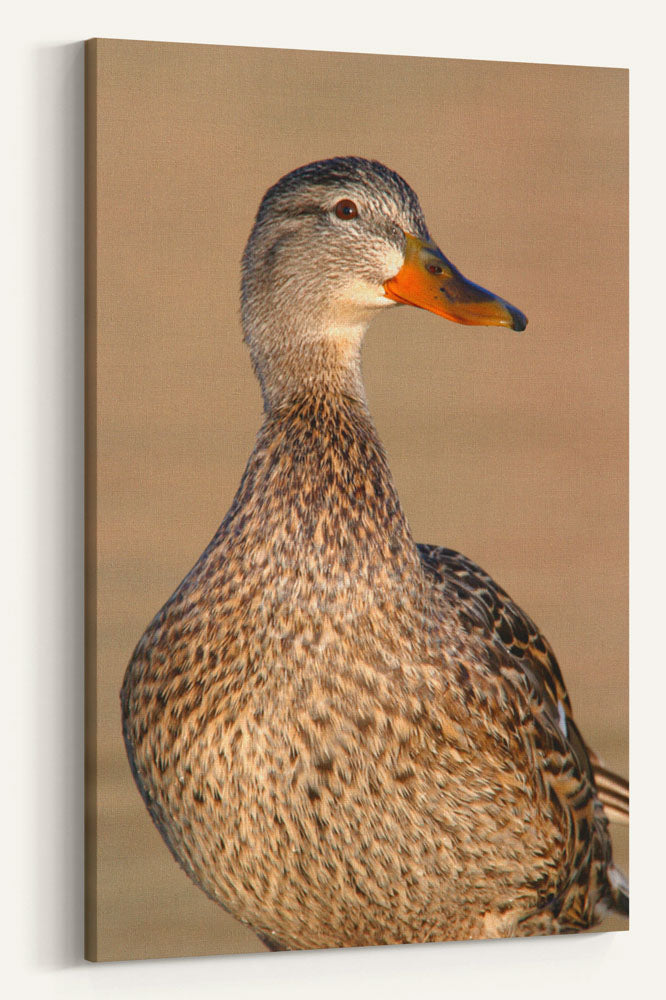 Northern Shoveler Duck Closeup, Tule Lake National Wildlife Refuge, California