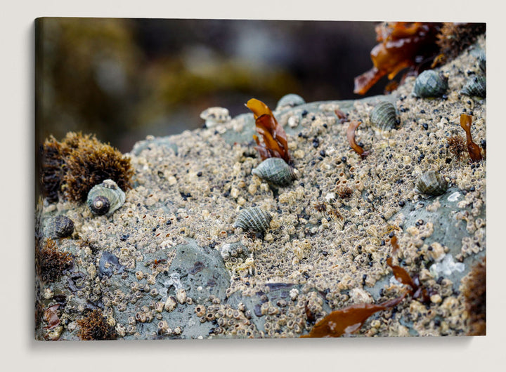 Northern Striped Dogwinqle, Martin Creek Beach, Trinidad, California