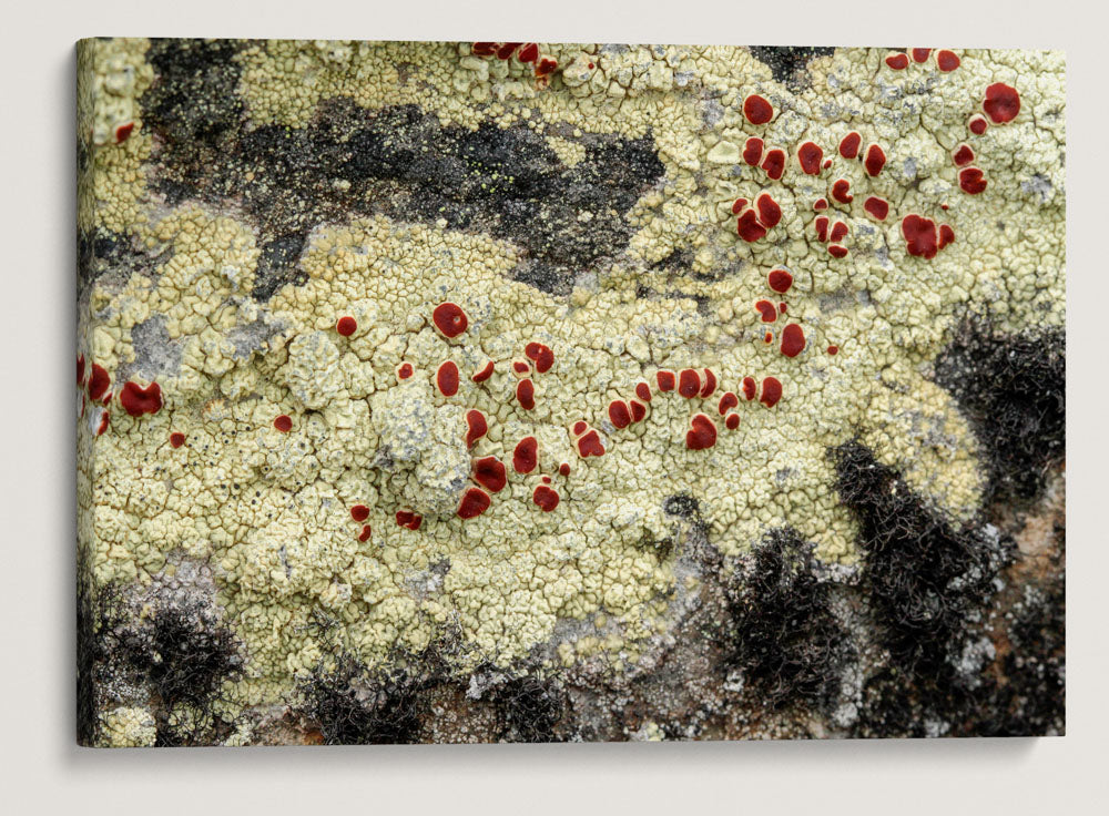 Rock Lichen, Carpenter Mountain, H.J. Andrews Forest, Oregon, USA