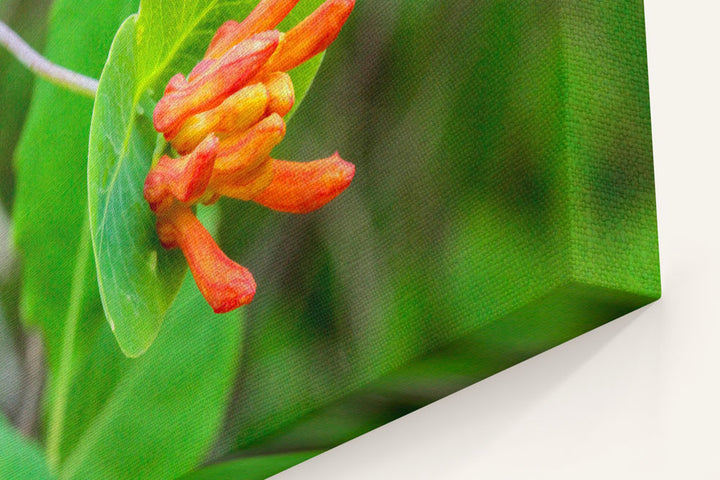 Orange Honeysuckle, Fitton Green, Oregon