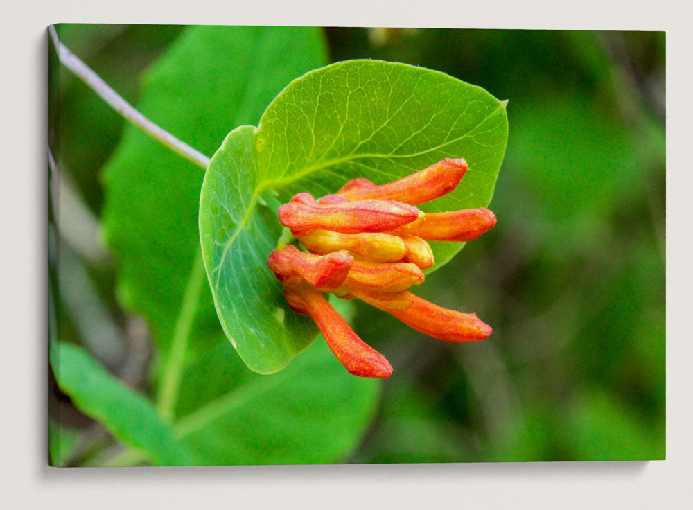 Orange Honeysuckle, Fitton Green, Oregon