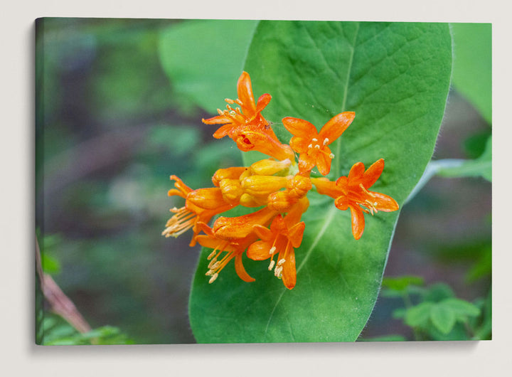 Orange Honeysuckle, Spencer Spit State Park, Washington