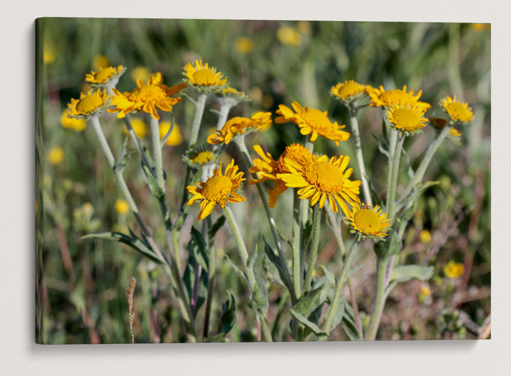 Orange Sneezeweed, Steens Mountain, Oregon