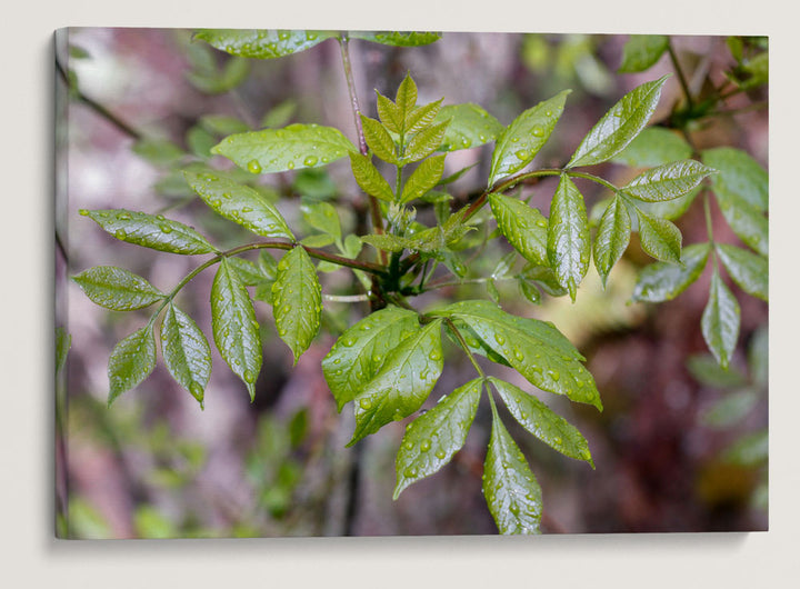 Oregon Ash, William L. Finley National Wildlife Refuge, Oregon