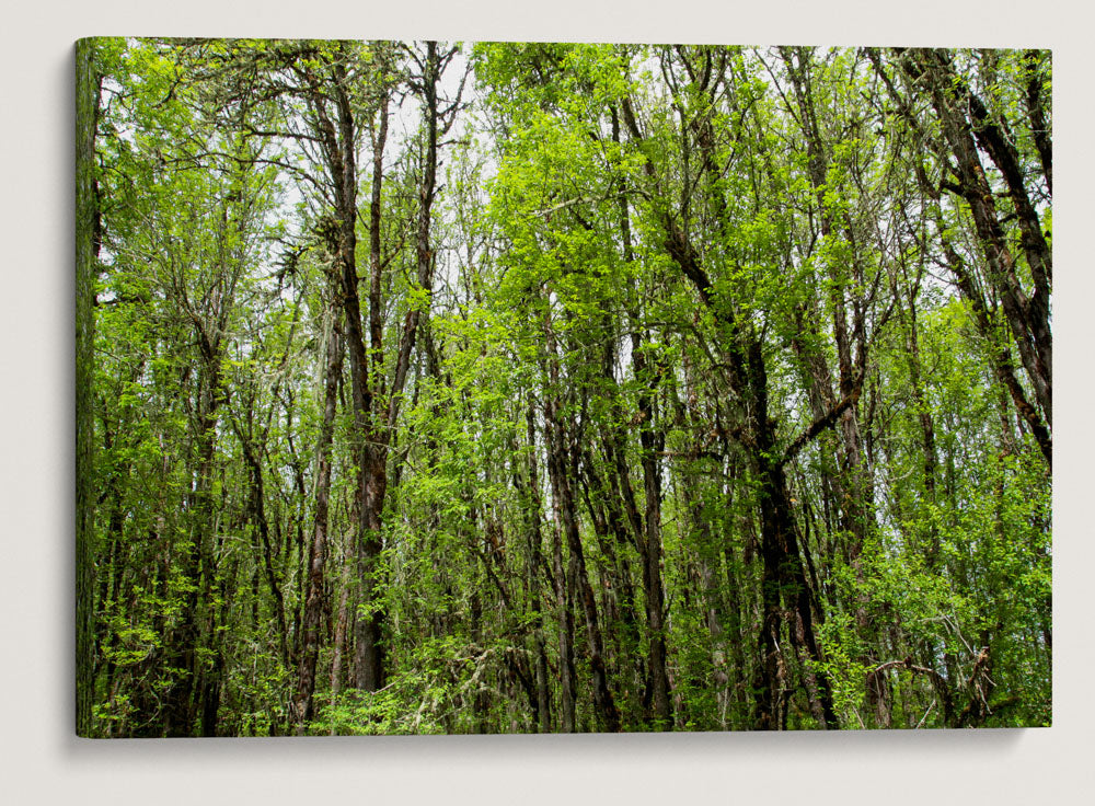 Oregon Ash Forest, William L. Finley National Wildlife Refuge, Oregon