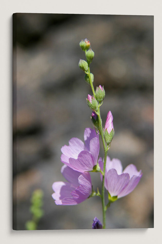 Pink Flowering Oregon Checkerbloom, Eastern Oregon