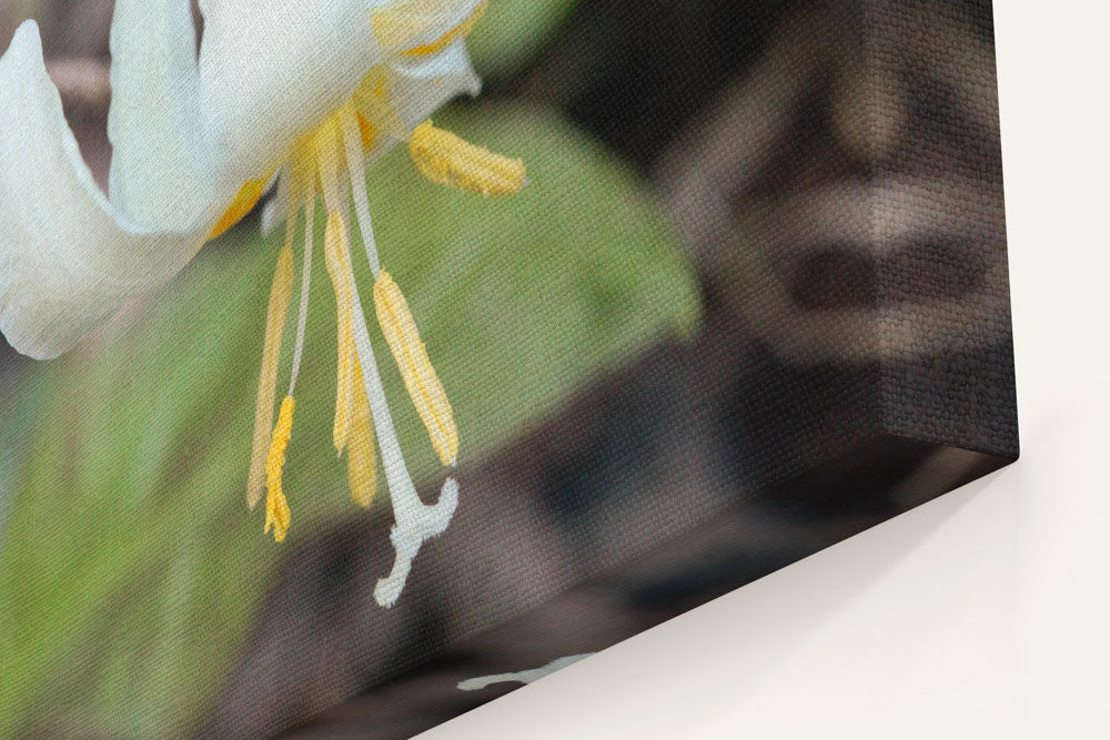 Oregon Fawn Lily, Umpqua National Forest, Oregon