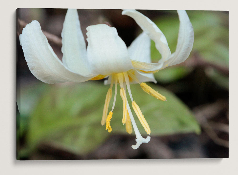 Oregon Fawn Lily, Umpqua National Forest, Oregon