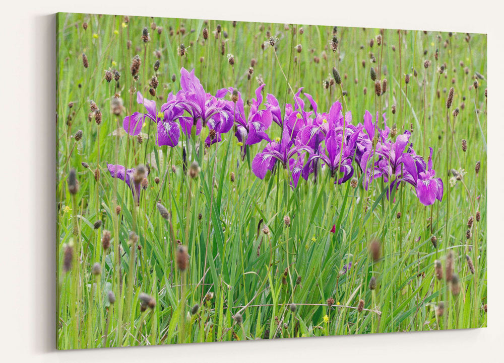 Purple-flowering Oregon iris, William Finley National Wildlife Refuge, Oregon