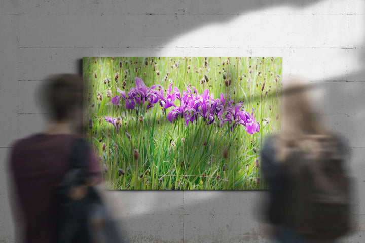 Purple-flowering Oregon iris, William Finley National Wildlife Refuge, Oregon