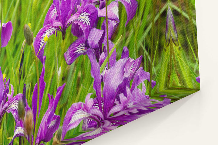 Oregon Iris in Full Bloom, William Finley National Wildlife Refuge, Oregon