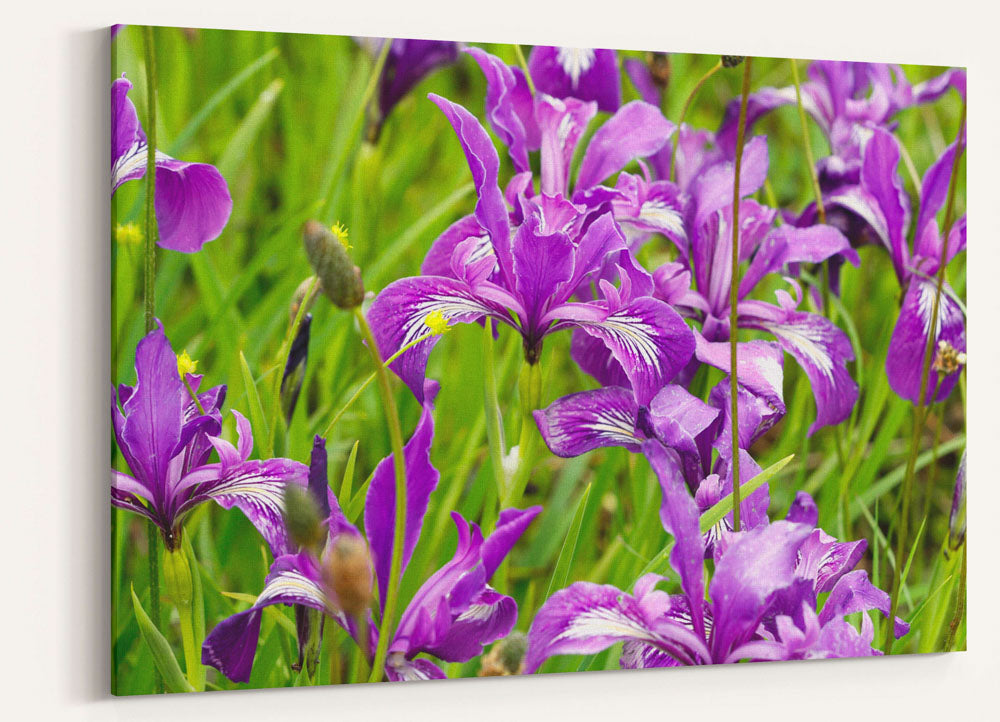 Oregon Iris in Full Bloom, William Finley National Wildlife Refuge, Oregon