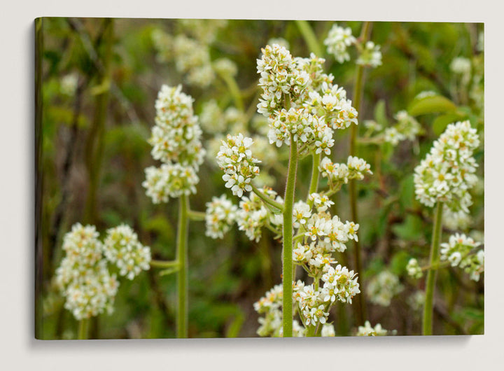 Oregon Saxifrage, William L. Finley National Wildlife Refuge, Oregon