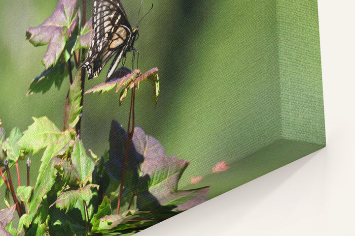 Swallowtail Butterfly on Vine Maple, Carpenter Mountain, HJ Andrews Forest, Oregon, USA