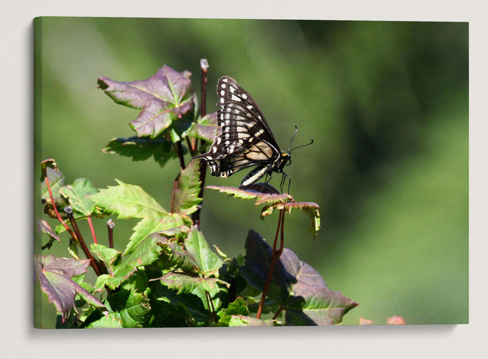 Swallowtail Butterfly on Vine Maple, Carpenter Mountain, HJ Andrews Forest, Oregon, USA