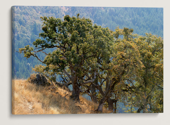 Oregon White Oaks, Dolason Prairie, Redwood National Park, California