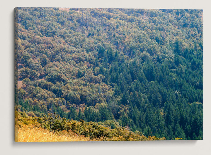 Oregon White Oak Woodland and Coastal Redwood Forest, Redwood National Park, California