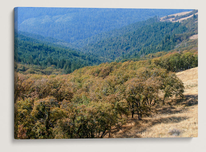 Oregon White Oak Woodland and Coastal Redwood Forest, Redwood National Park, California