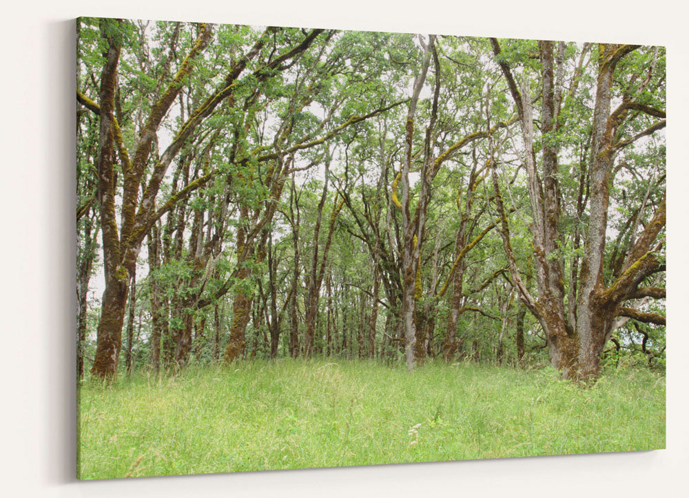 Oregon white oak grove, William Finley National Wildlife Refuge, Oregon