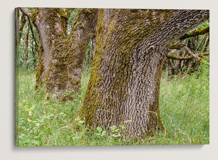 Oregon White Oak, William L. Finley National Wildlife Refuge, Oregon