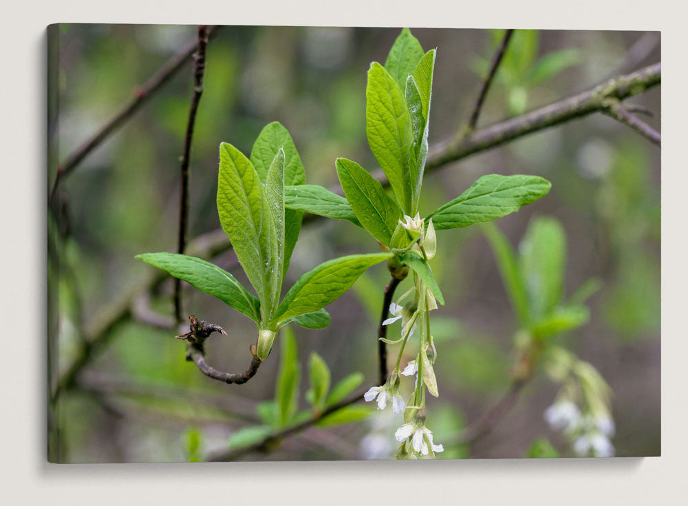 Osoberry, Hendricks Park, Eugene, Oregon