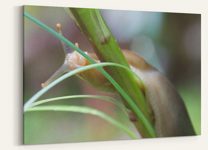 Banana Slug on Beargrass, Lookout Creek Old-Growth Trail, Oregon