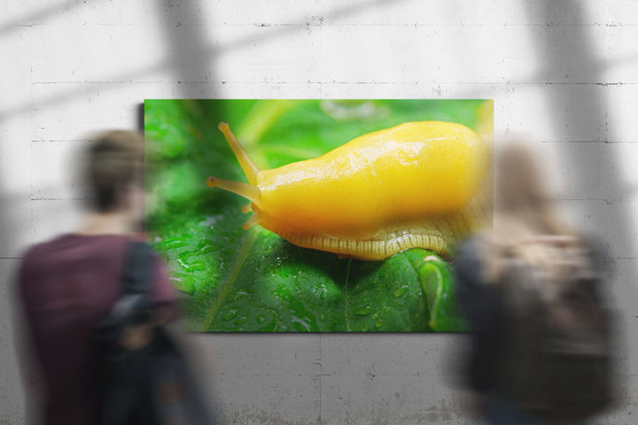 Banana slug on Skunk cabbage, Prairie Creek Redwoods, California