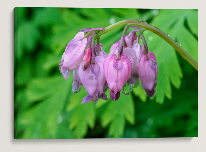 Pacific Bleeding Heart, Humboldt Redwoods State Park, California