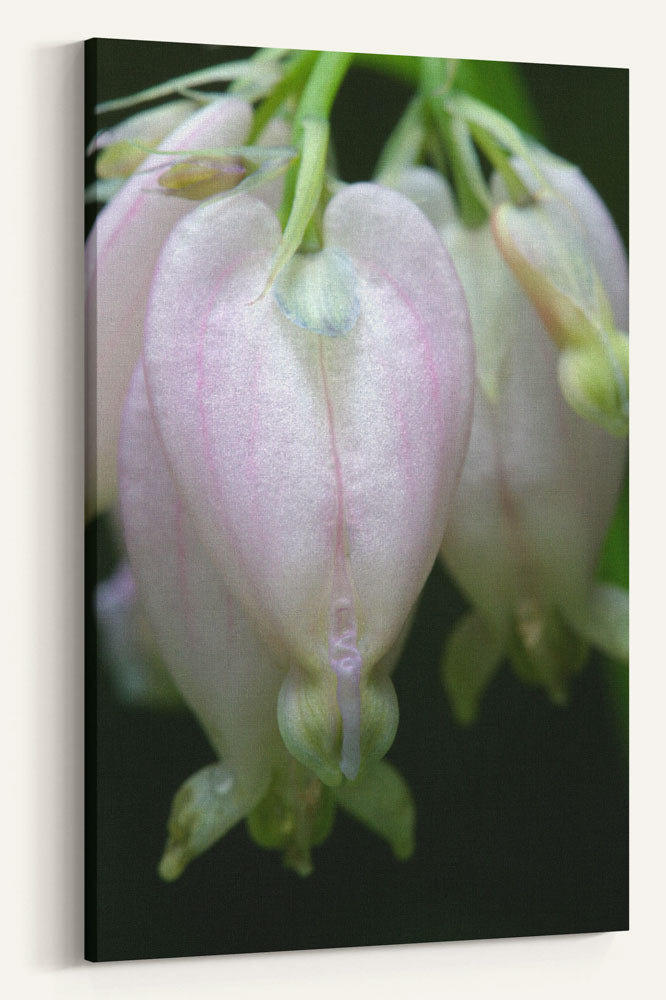 Pink-flowering Western bleeding heart, H.J. Andrews Experimental Forest, Oregon