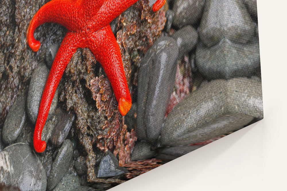 Pacific blood Star, Martin Creek Beach, Trinidad, California