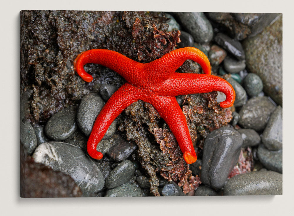 Pacific blood Star, Martin Creek Beach, Trinidad, California